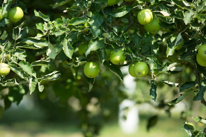 Green Apple Free Stock Photo - Public Domain Pictures Apple iPhone 11, 256GB, Black - for T-Mobile (Renewed)