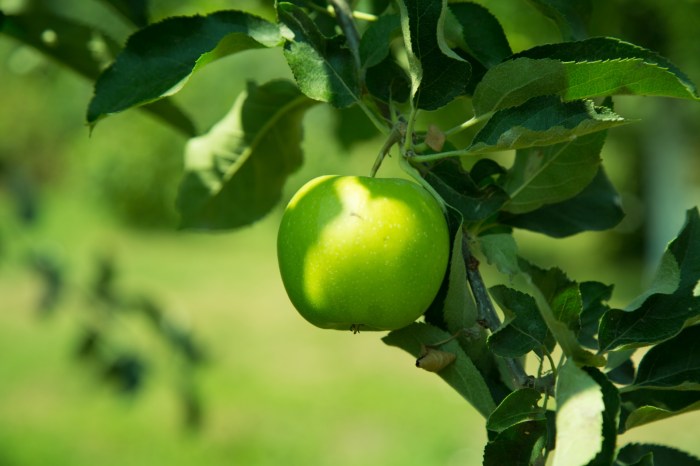 Red Apple Free Stock Photo - Public Domain Pictures
